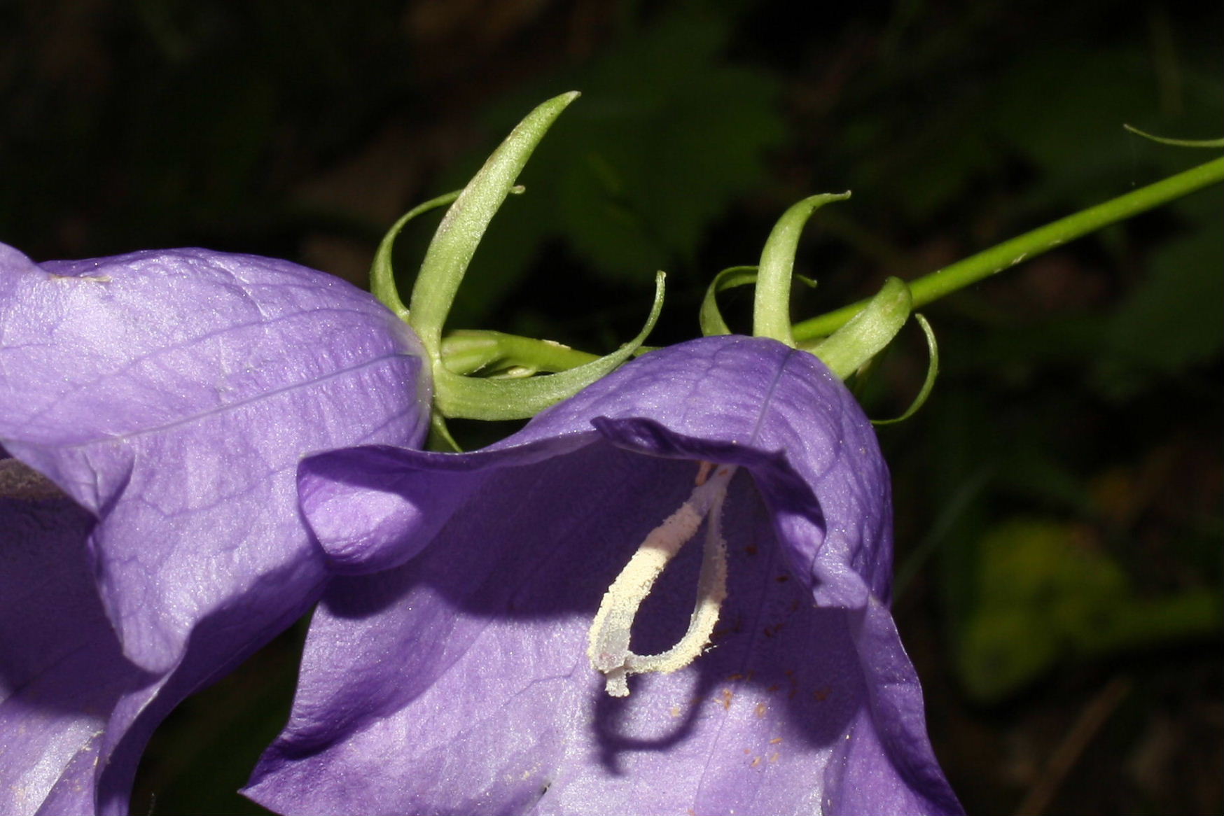 Campanula persicifolia e Campanula macrorhiza